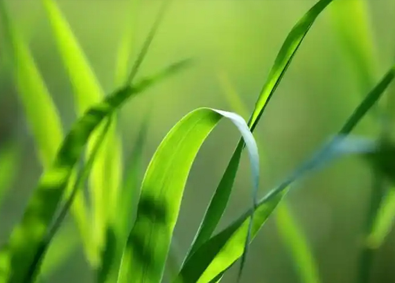新疆黄腐植酸的作用