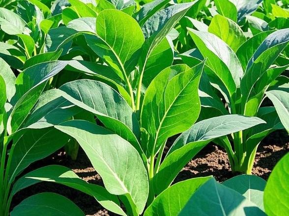 矿源黄腐酸钾的作用及功能